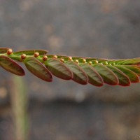 Phyllanthus urinaria L.